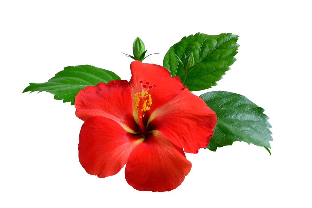 Hibiscus gėlė kaip kardiforminių kapsulių dalis